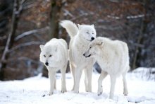 three snow wolves.jpg